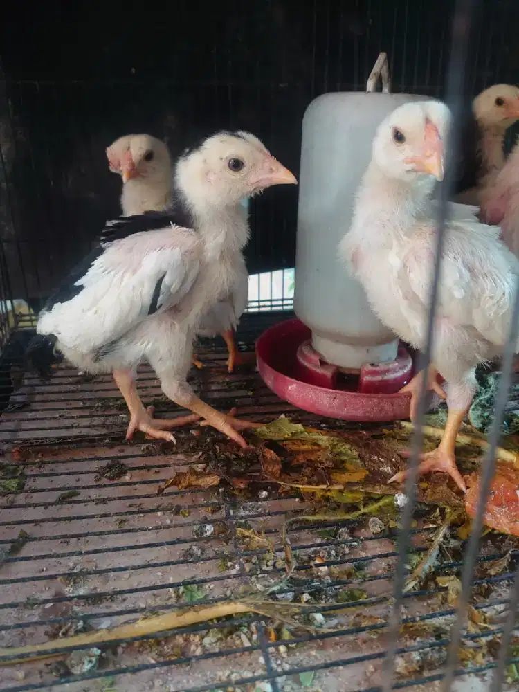 Anakan ayam Bangkok klasik