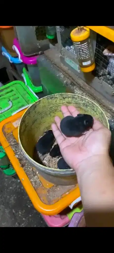 Hamster syrian Hitam