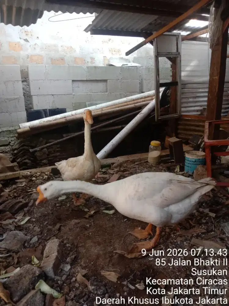 Angsa soang sepasang
