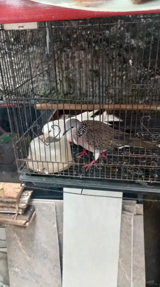 SEPASANG BURUNG TEKUKUR & PUTER PUTIH DEWASA