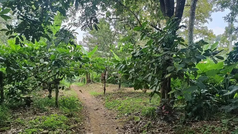 Dijual tanah untuk lahan perkebunan dengan luas 5 ha