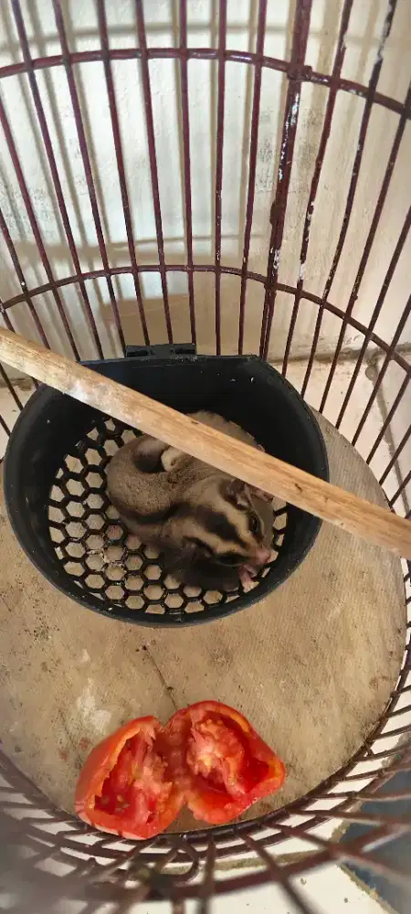 Sugar Glider SG Cibinong
