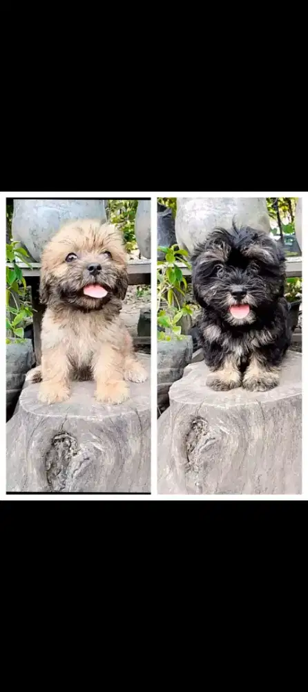 Sitzhu spasang lucu