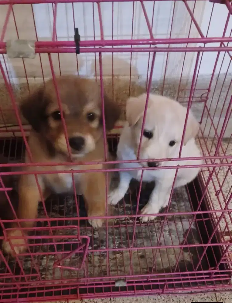 Anak Anjing Lucu