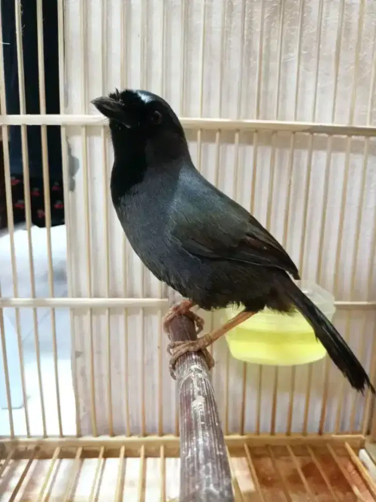 Poksay hongkong pipi hitam jantan ternakan lokal
