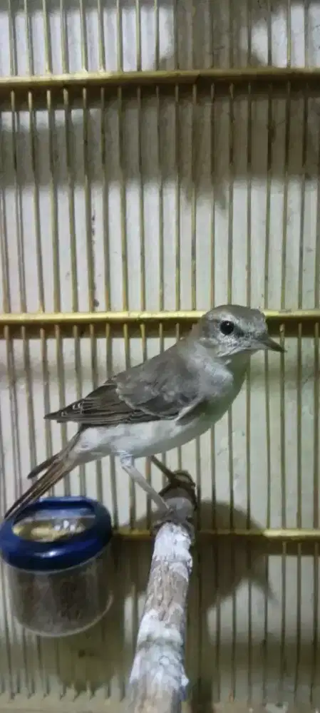 Sikatanlondo common jaminan jantan