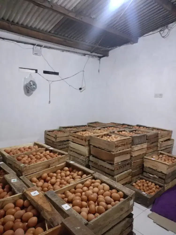 jaga toko agen telur