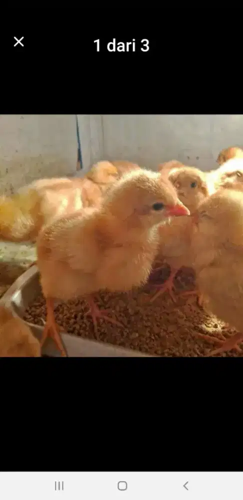 JUAL DOC AYAM PETELUR fres TETASAN BATUJAJAR BANDUNG BARAT SIAP KIRIM