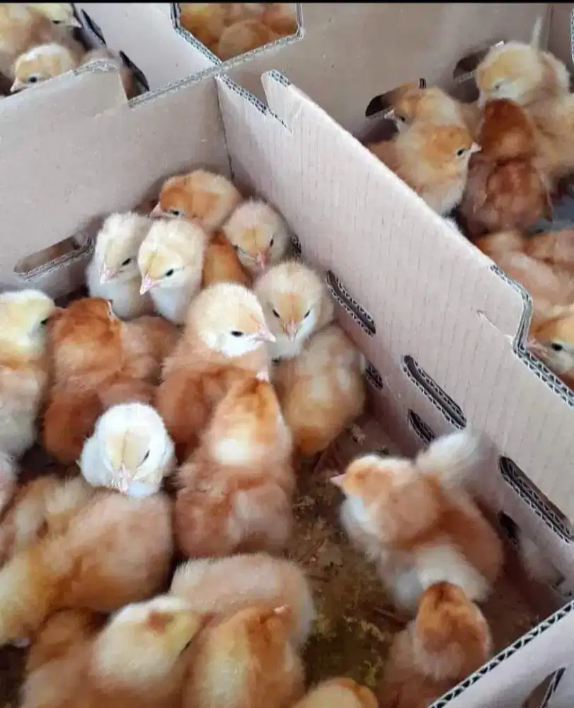 Doc Ayam Petelur  Cipeundeuy  Fres Tetas-Siap Kirim