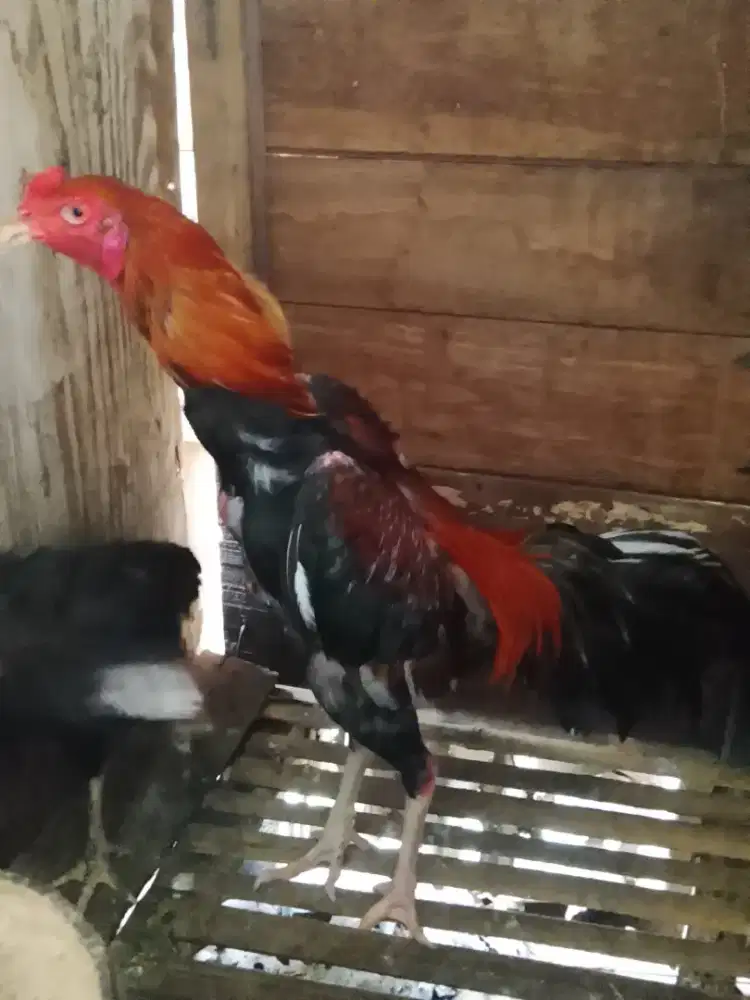 Ayam Bangkok . satria sinekti .7 bulan