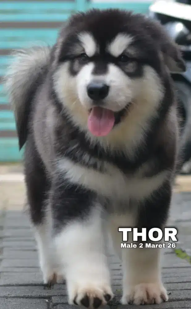 Giant Alaskan Malamute hitam jantan