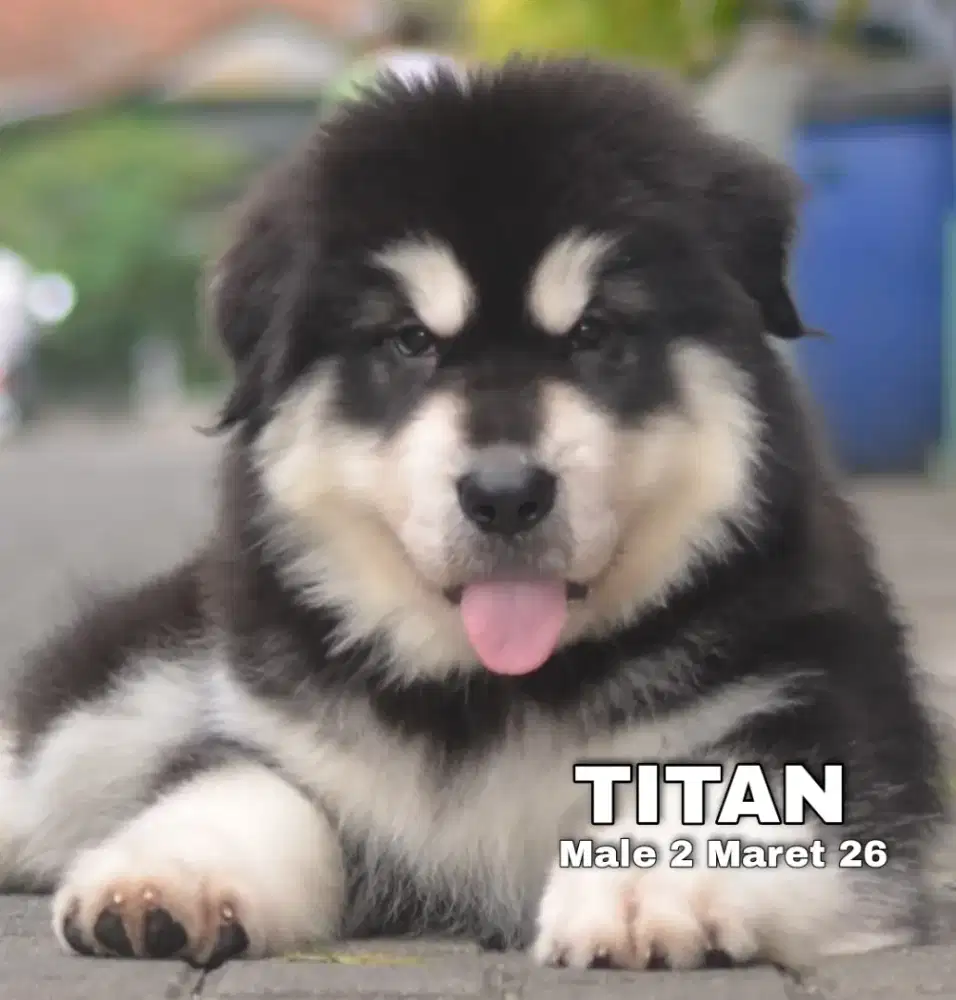 Giant Alaskan Malamute hitam jantan •TITAN•