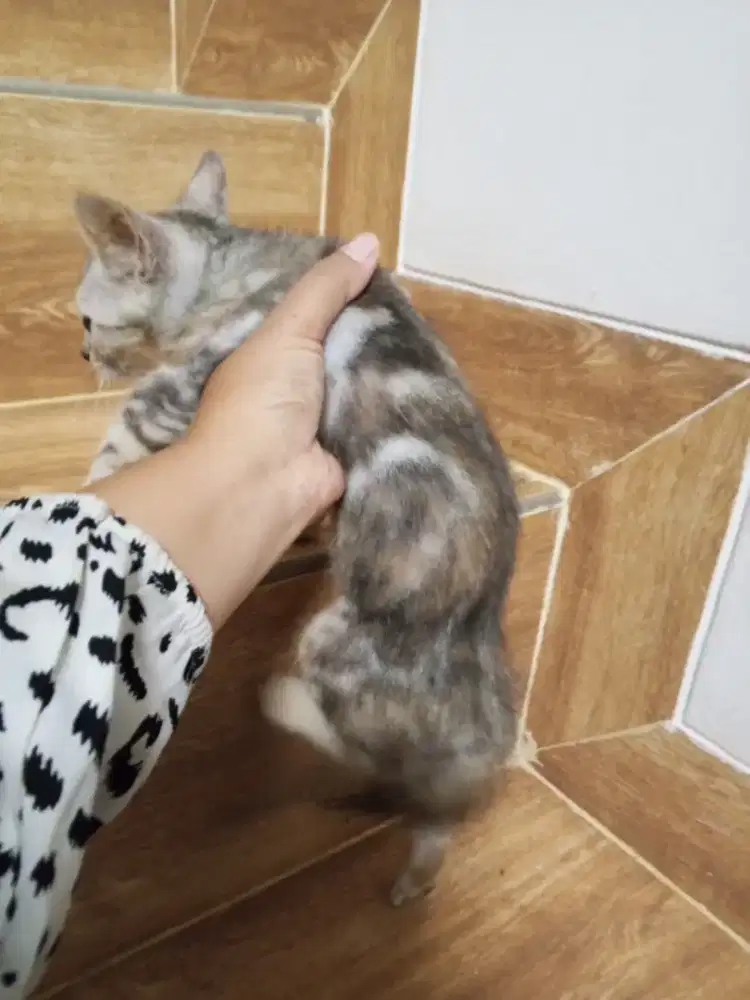 Kitten beungal cantik 4bln