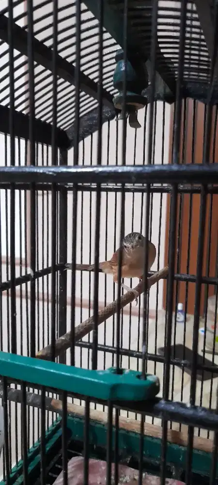 Burung cigun jantan