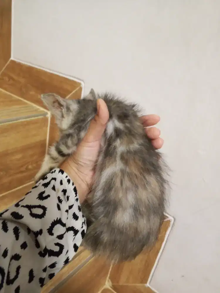 Kitten beungal cantik 4bln