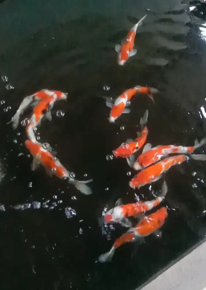 Ikan koi blitar