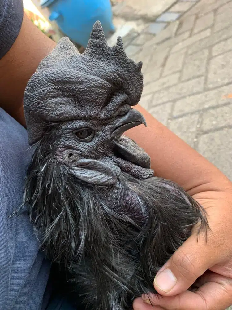 Ayam cemani bulu walik