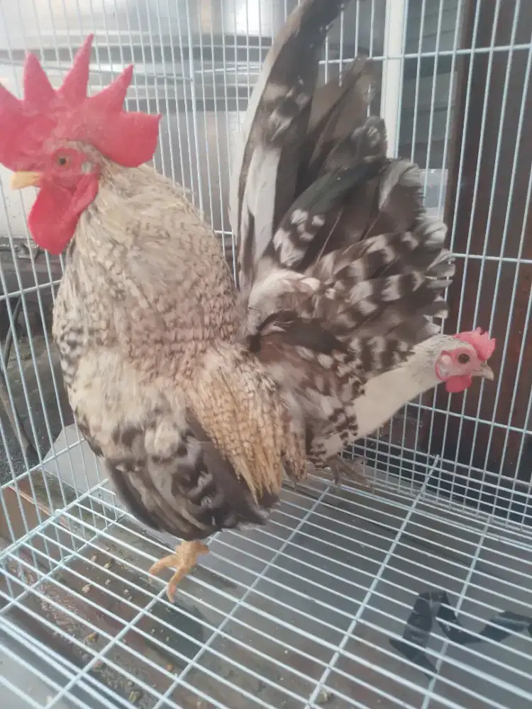 Ayam kate jali jantan