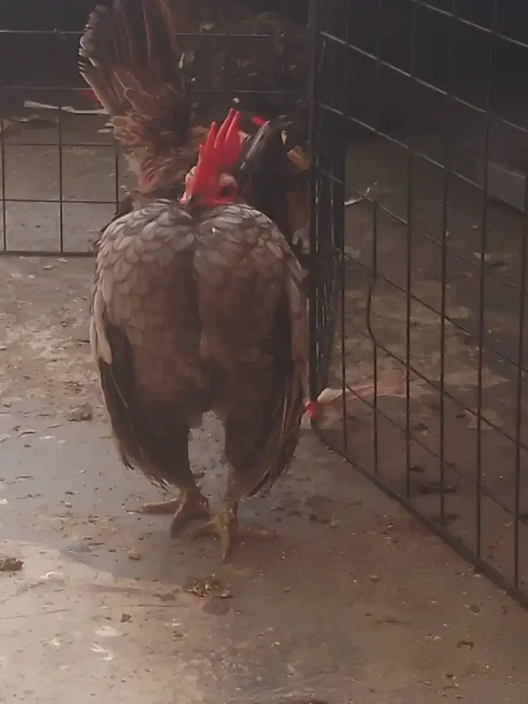 Ayam serama jantan