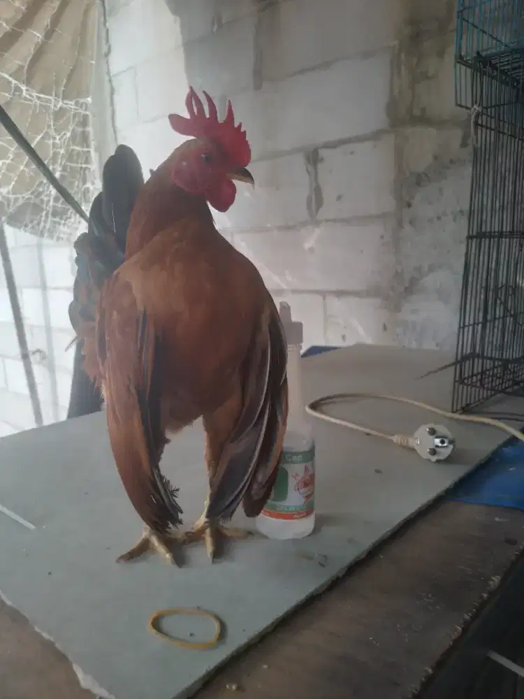 Ayam serama  jantan