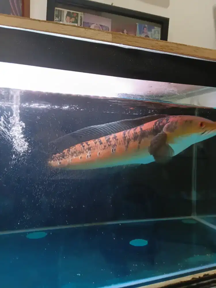 Dijual chana maru