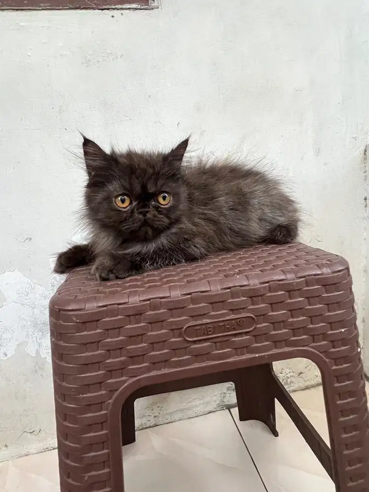 Kucing jantan jenis Persia