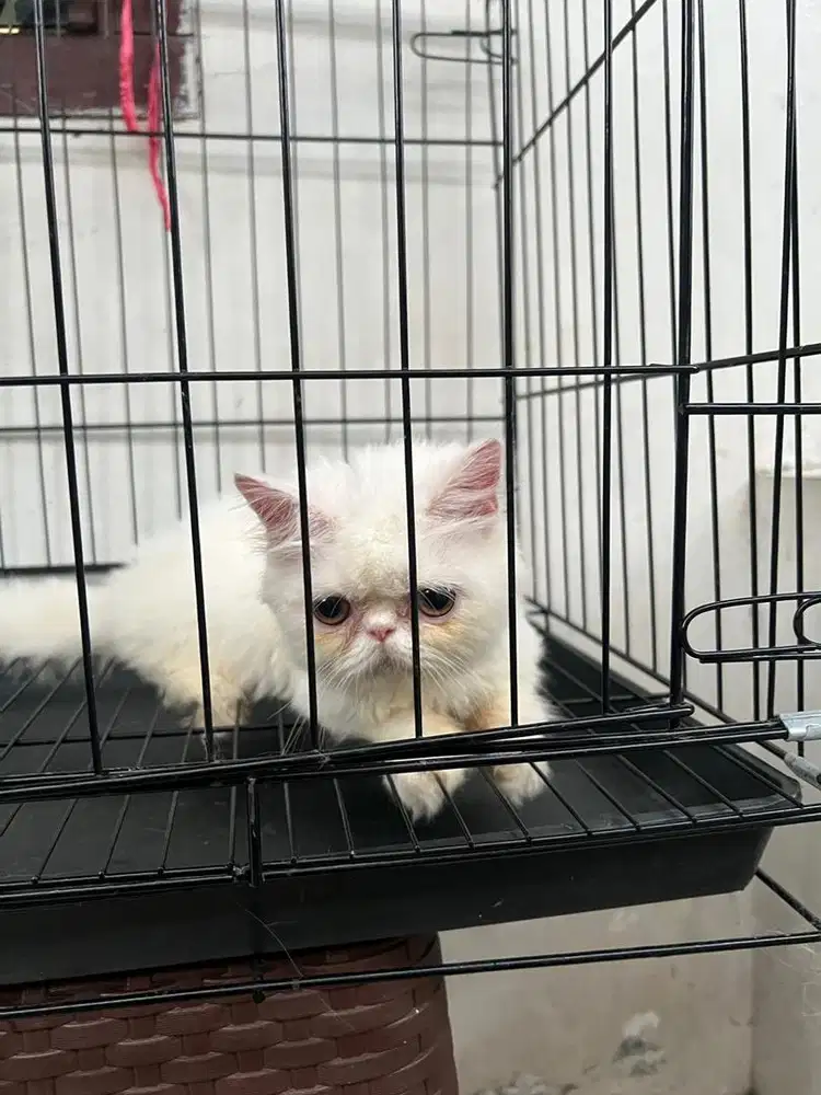 Kucing jantan persia