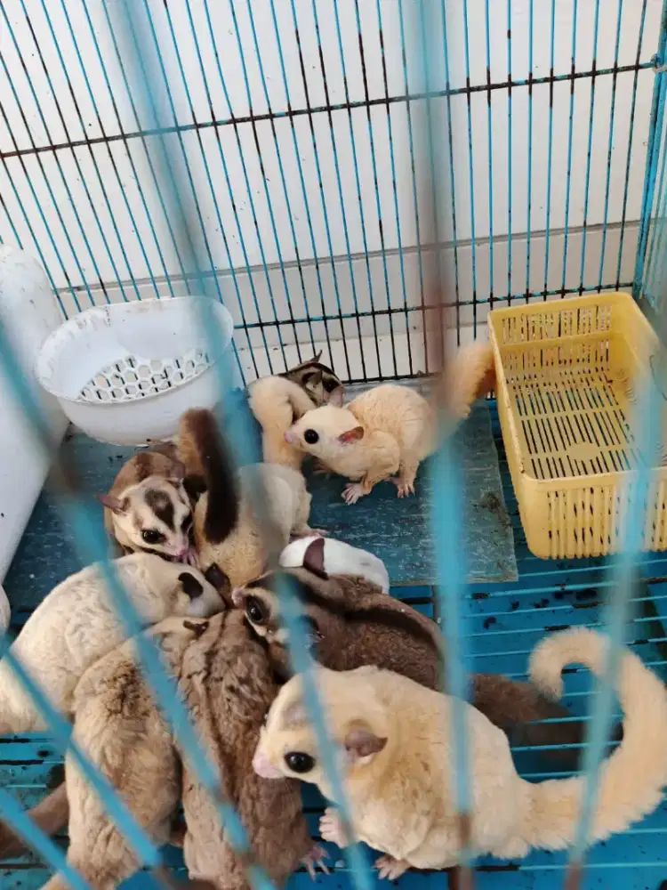 Sugar Glider Mozaik