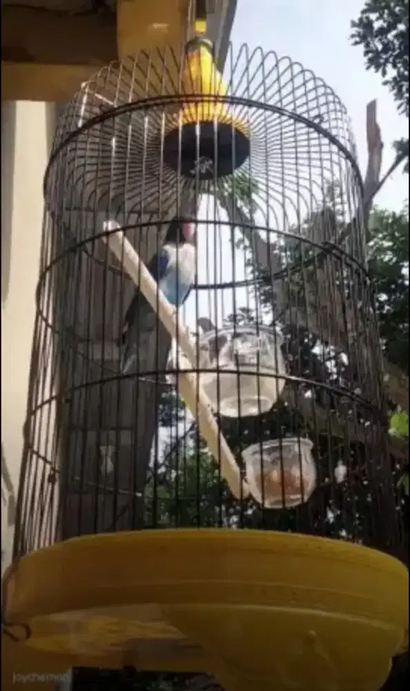 Burung Lovebird