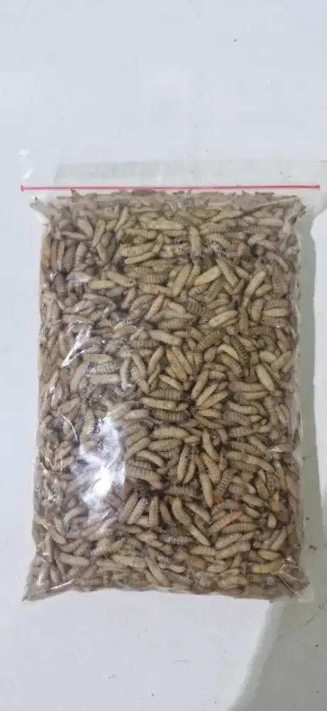 Maggot Fresh Beku 750 gram Cocok untuk makanan segala jenis ikan