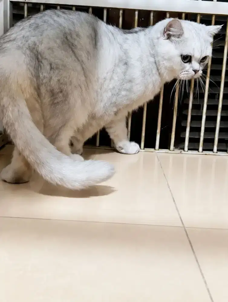 Bsh silver jantan
