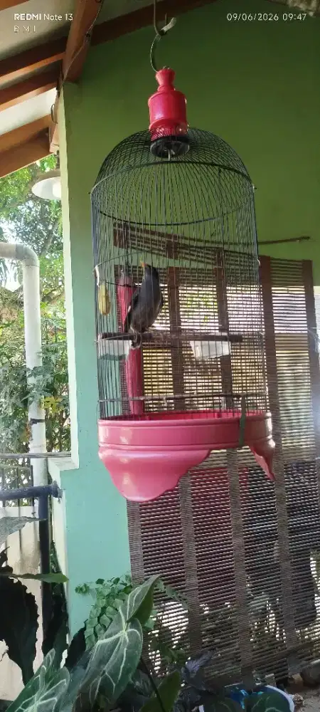 Burung jalak aja