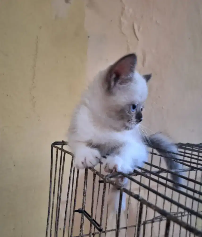 Kitten himalaya betina
