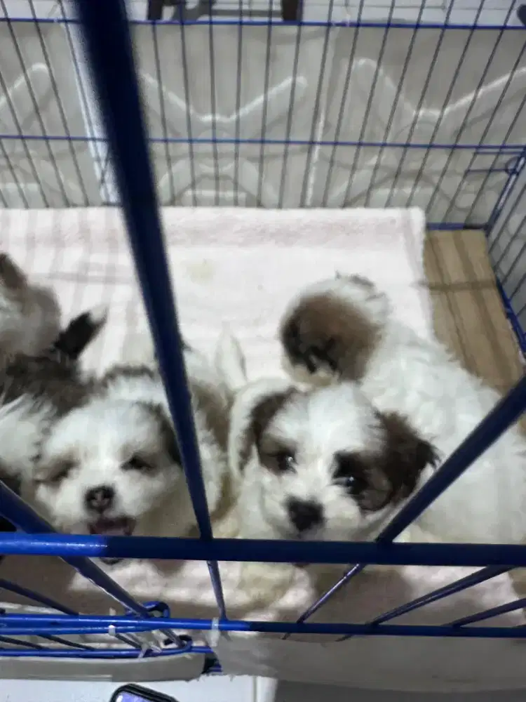 Jual anjing anabul shitzu umur 1 bulan