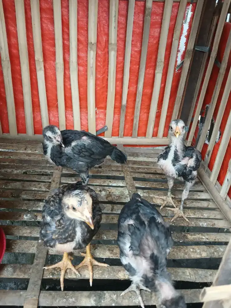 Jual anakan ayam pama