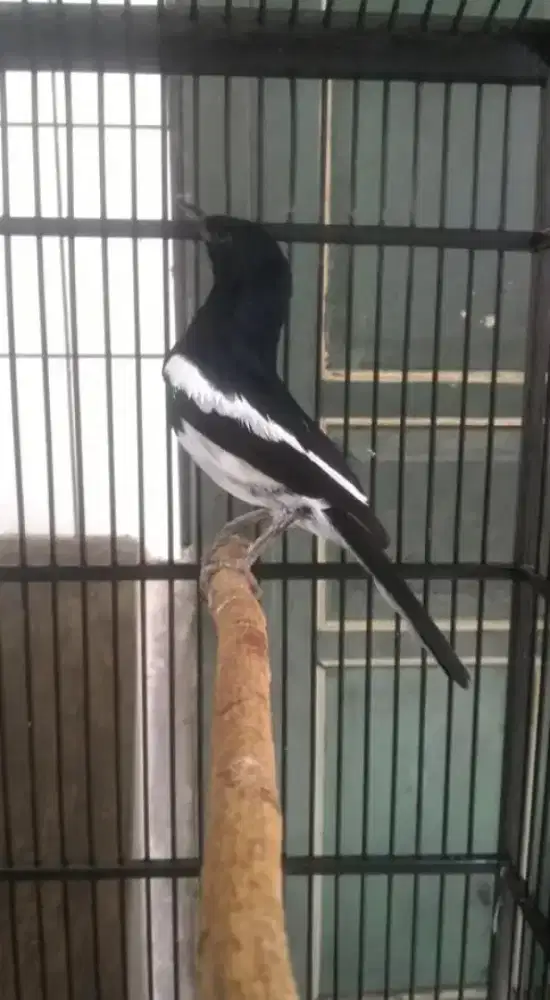 Burung kacer usia 3 larasan