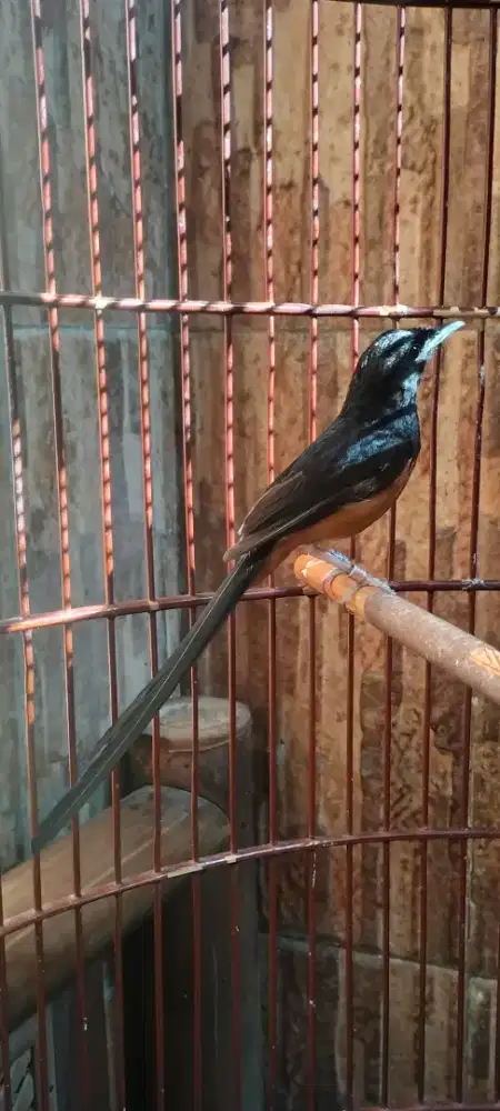 Burung murai batu ring apbn dobel ring