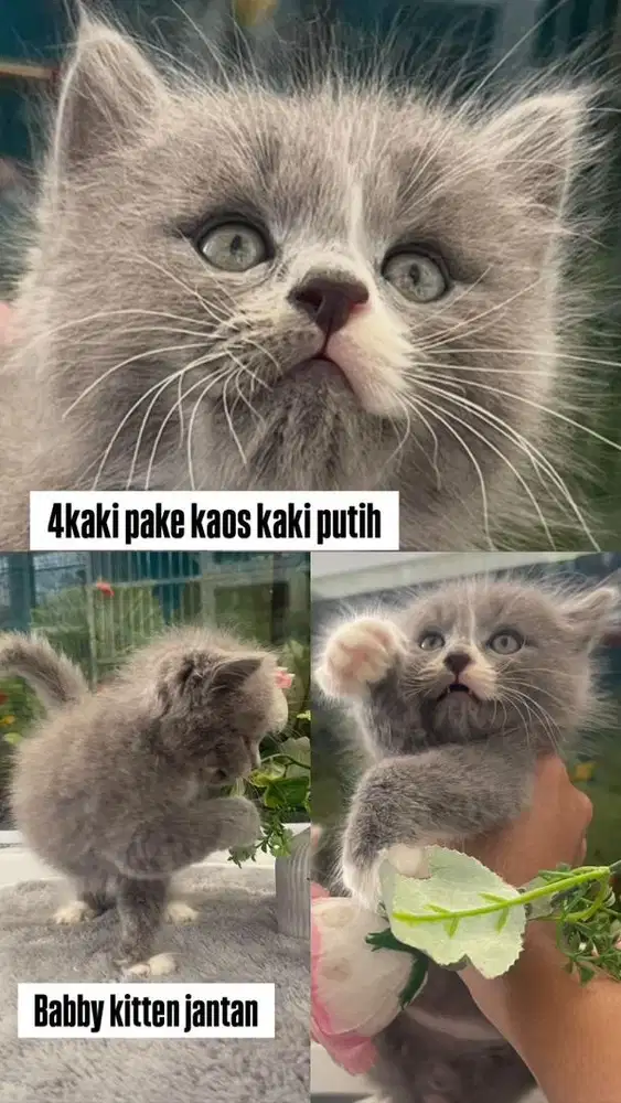 Kitten jantan bsh persia shorthair