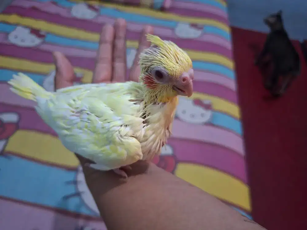 Burung falk lutino mm