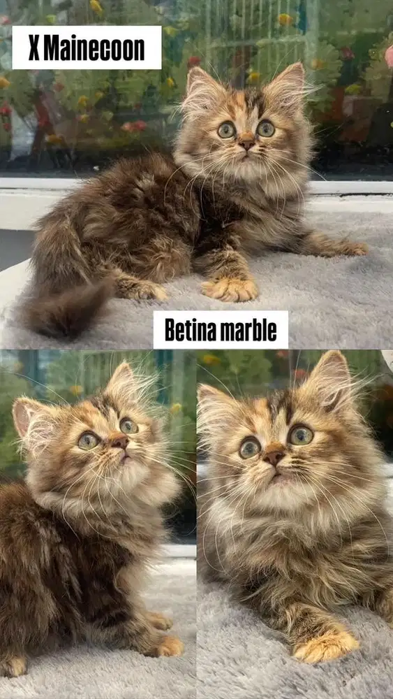 Kitten betina marble x mainecoon