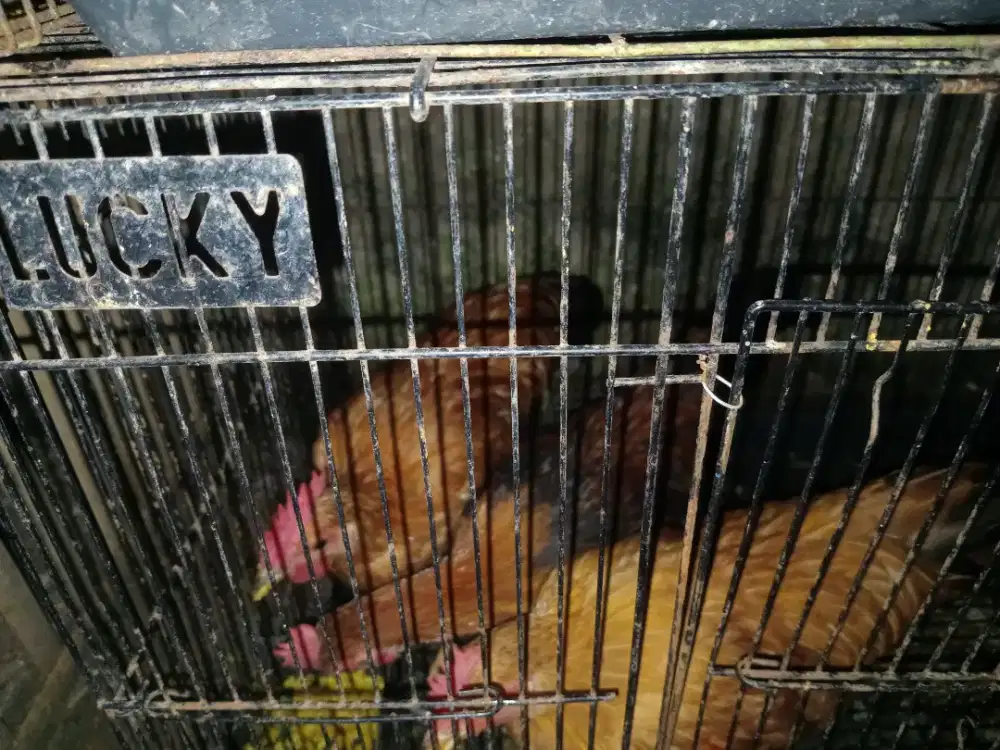 Ayam kate jantan