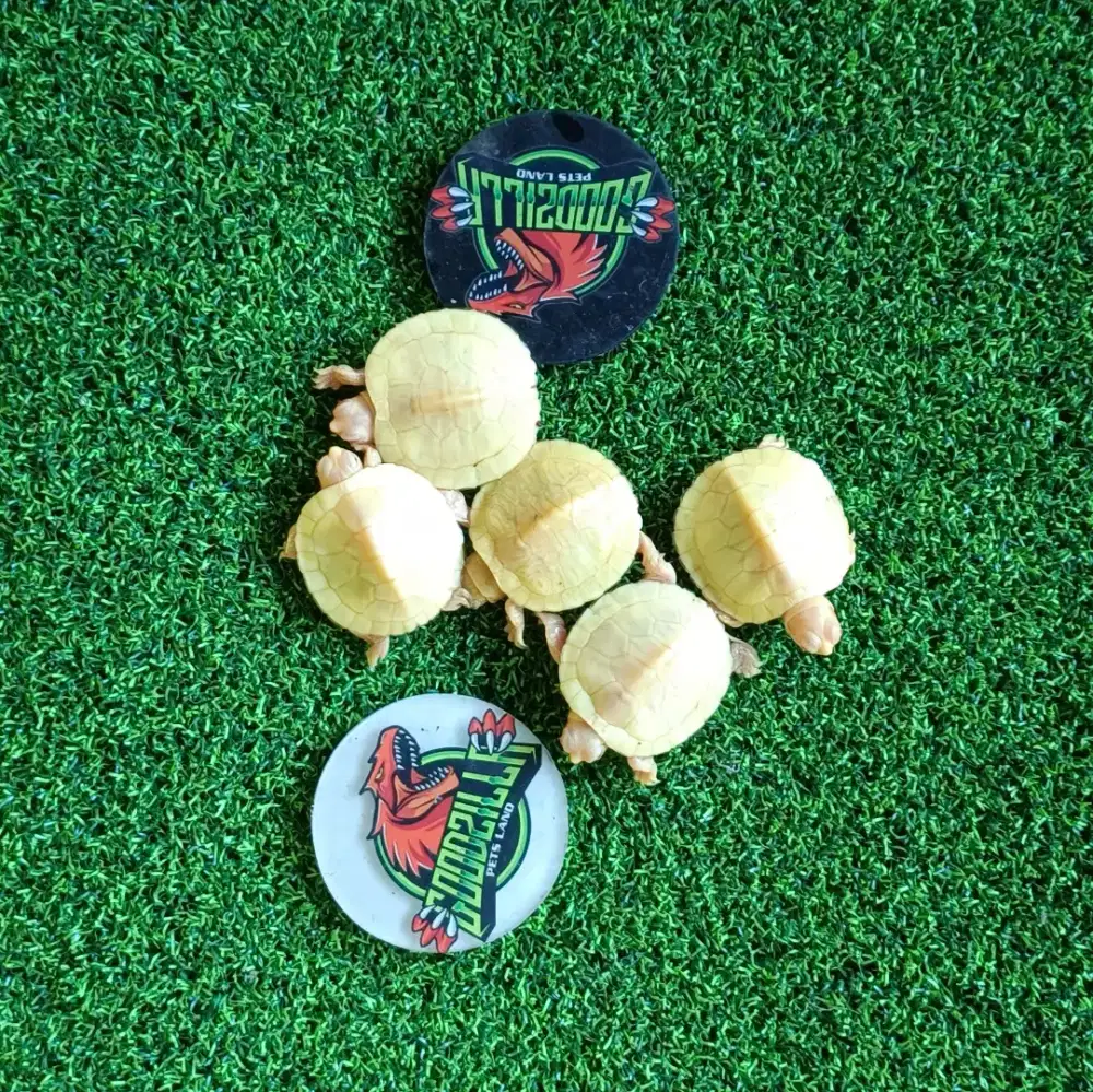 RES Albino Baby Sehat
