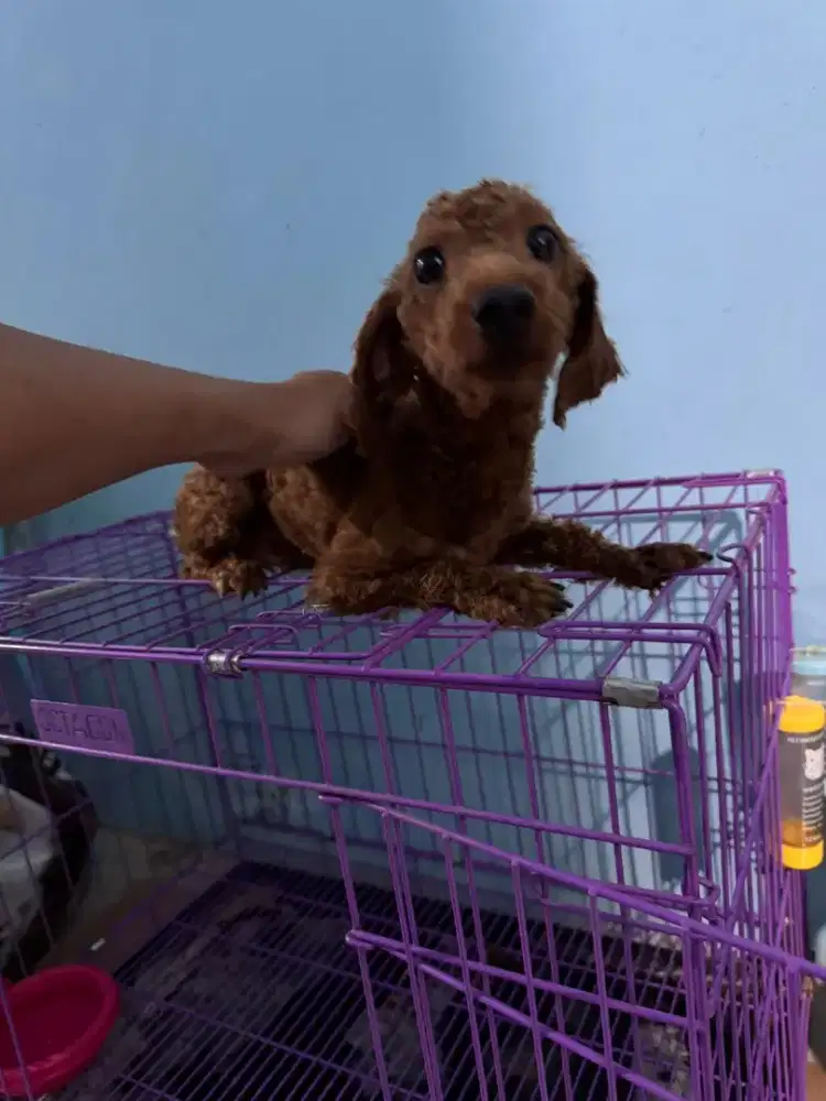 anjing poodle jantan sertifikat vaksin