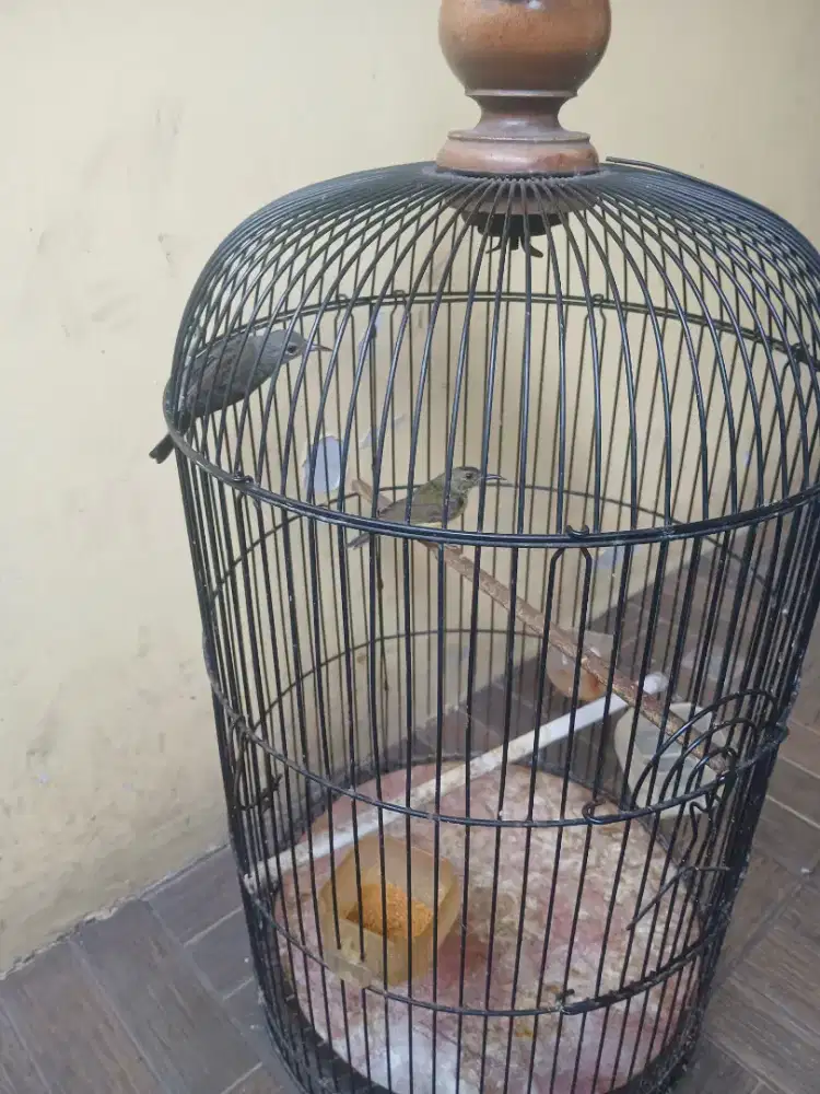 Di jual kolibri manggar sepasang