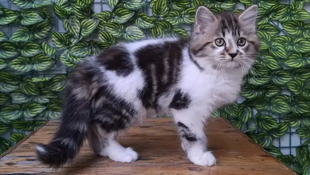 KUCING PERSIA BETINA 3 BULAN