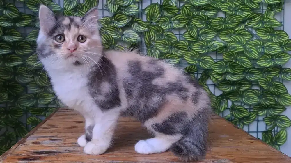 KUCING PERSIA BETINA 3 BULAN