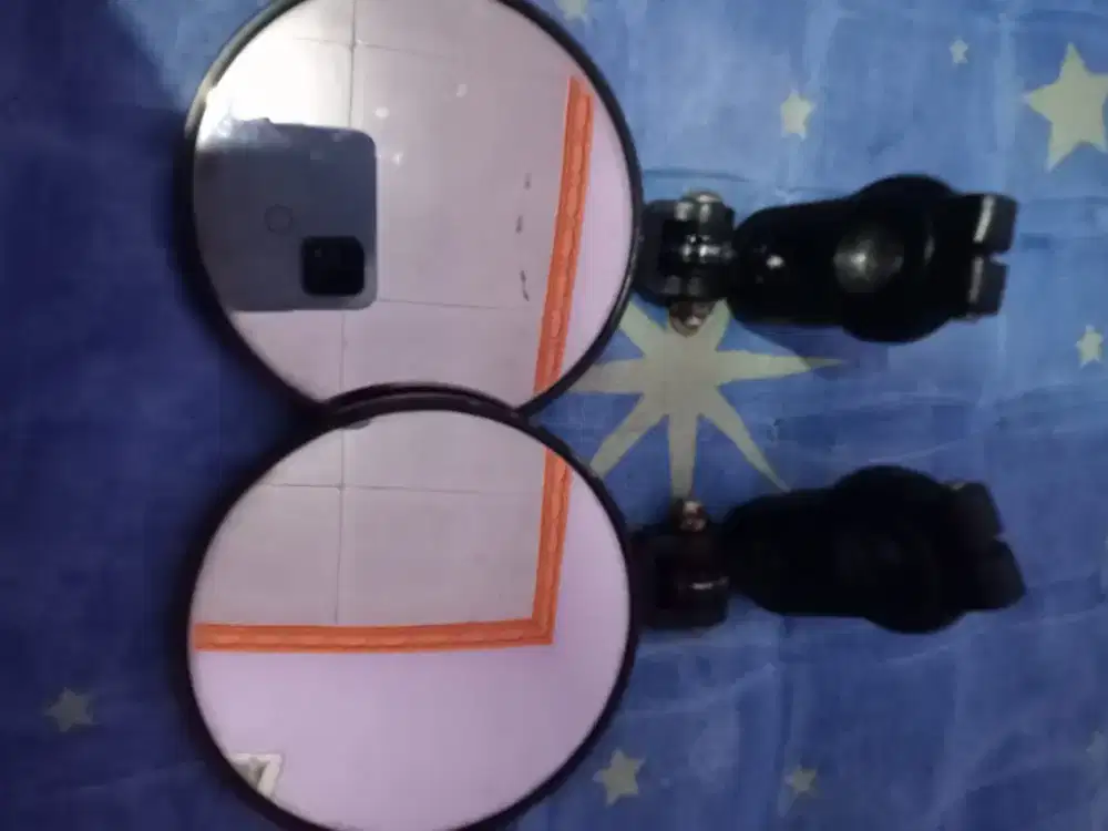 Spion bulat rizoma