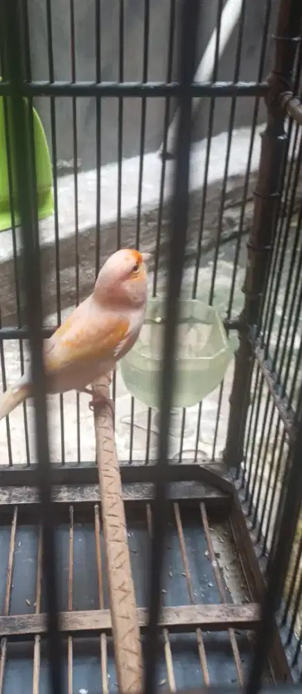 Jual burung kenari AF ORANGE  merah