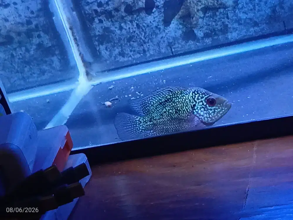 Anakan ikan lohan SRD