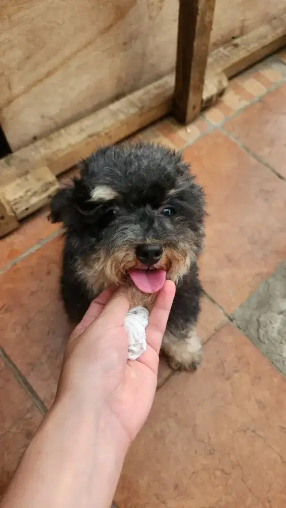 POODLE BETINA PHANTOM BLACK TAN KOSONGAN